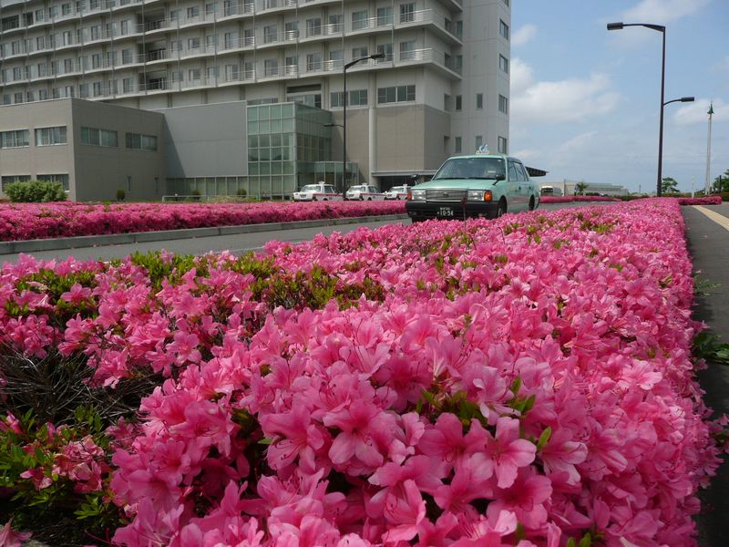 市立病院のつつじ 001