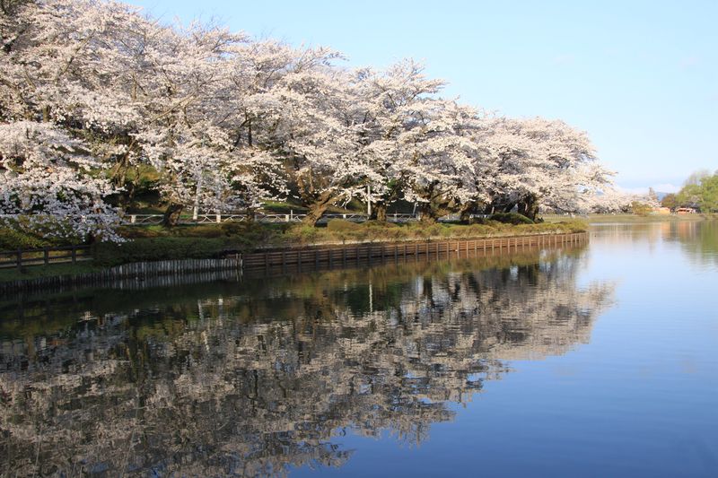 平成23年5月5日高松の池桜朝 010