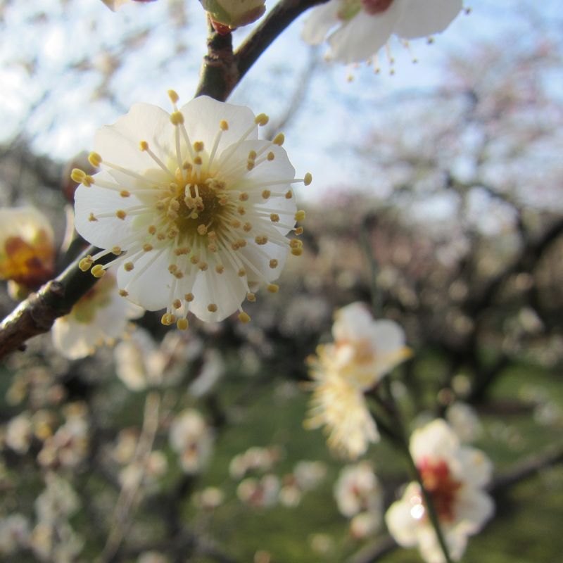 平成24年3月11日岡山・後楽園 017