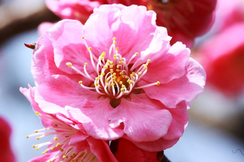 平成24年4月２２日水芭蕉 006