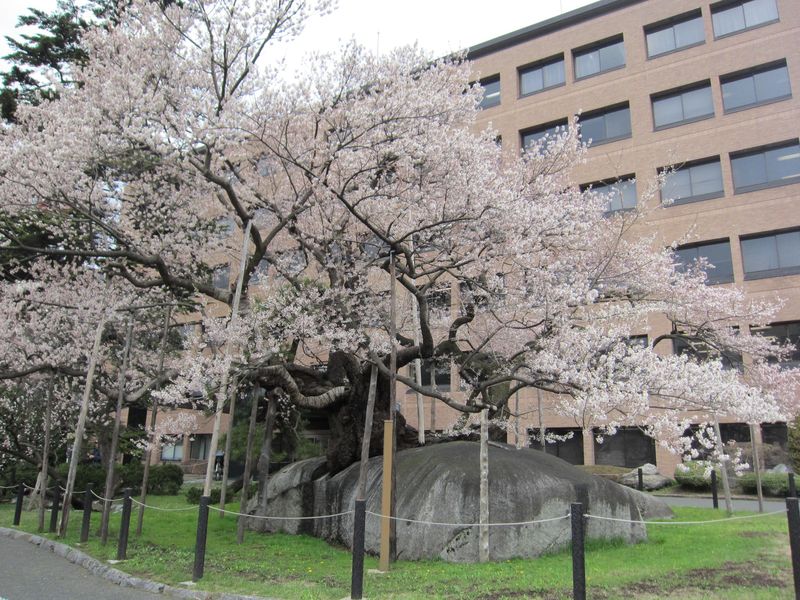 石割桜23年春4月26日 001