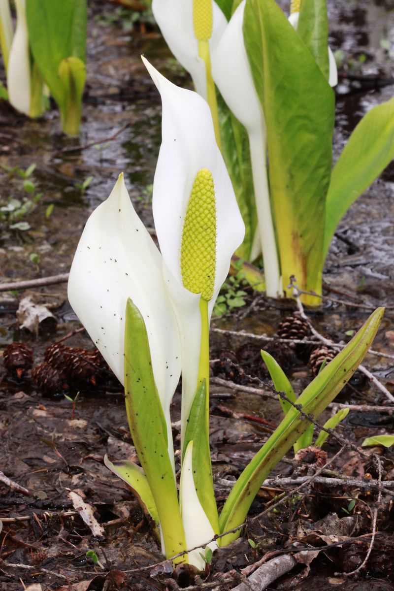 平成24年4月２２日水芭蕉 004