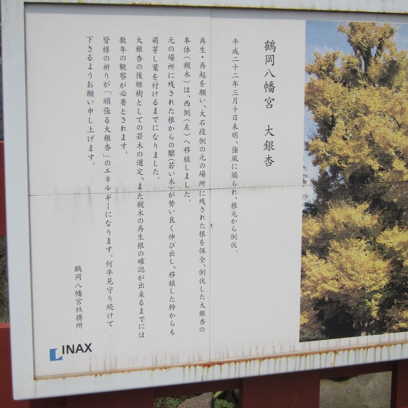 平成２４年５月21日　鎌倉　鶴岡八幡宮 008