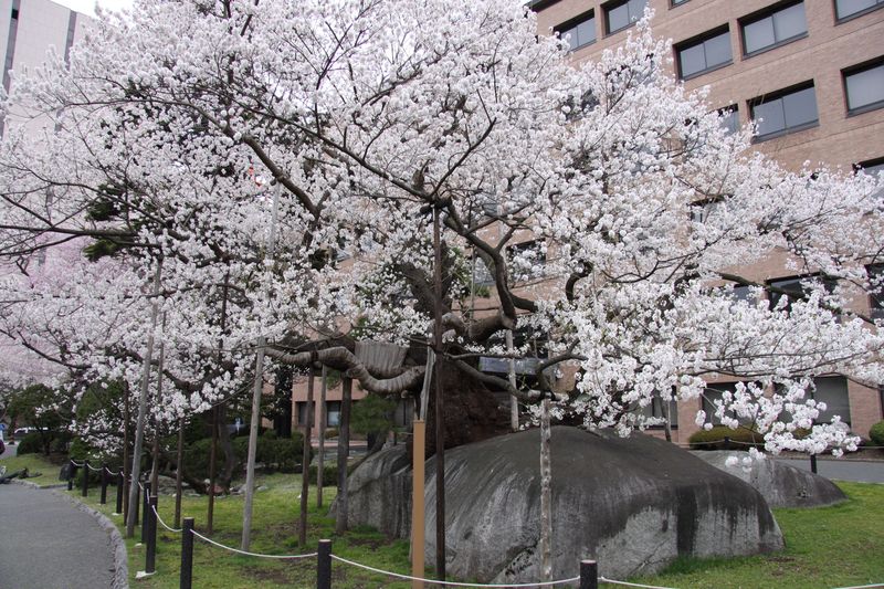 21年4月1日石割り桜 001