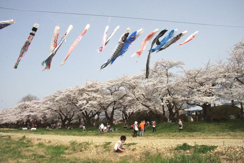 平成２４７年４月２９日北上展勝地大志 072