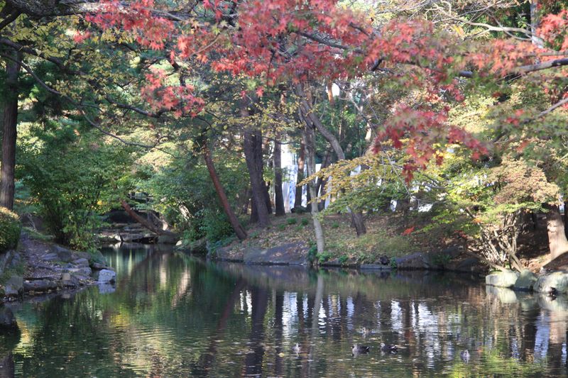 21年10月21日岩手公園紅葉 003